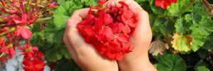 Heart of red flowers